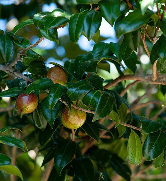 原料の選定・搾油・精製