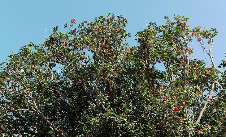 未来への取り組み