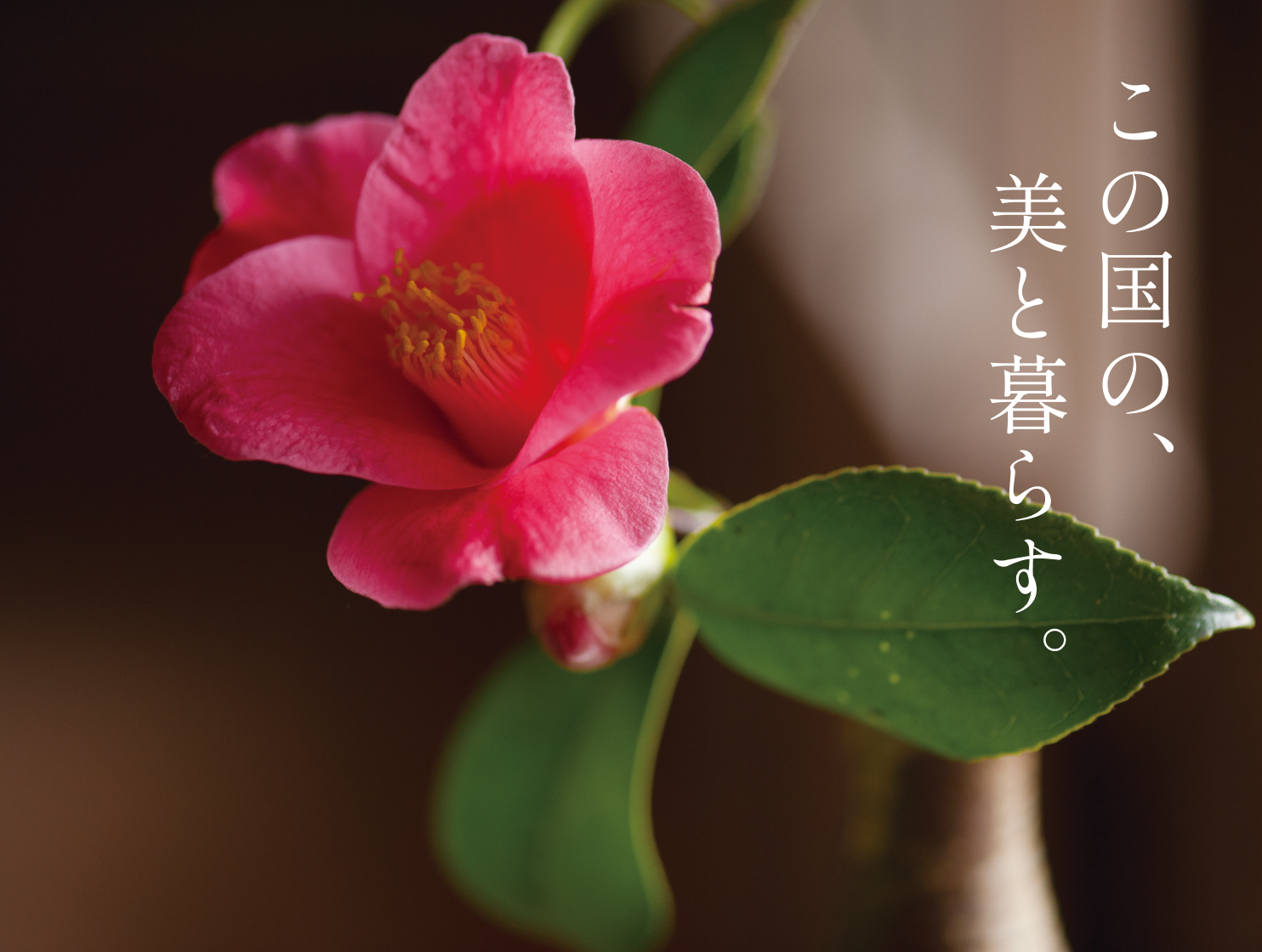 大島椿について